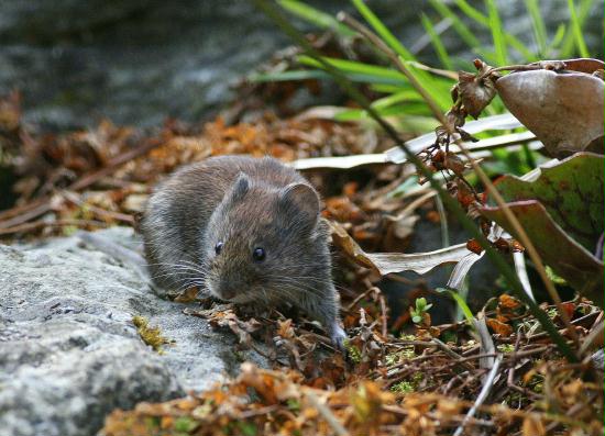 Bank Vole <i>Clethrionomys glareolus</i>